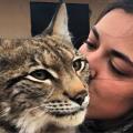 Котятки Канадских и Европейских рысят