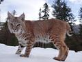 Красивые Котятки Канадских рысят и Европейских