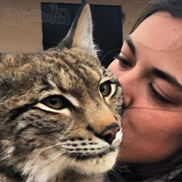 Котятки Канадских и Европейских рысят