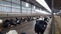 Продуктивность молочных пород КРС