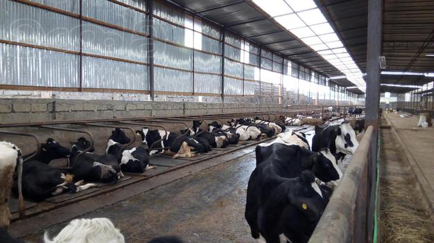Продуктивность молочных пород КРС